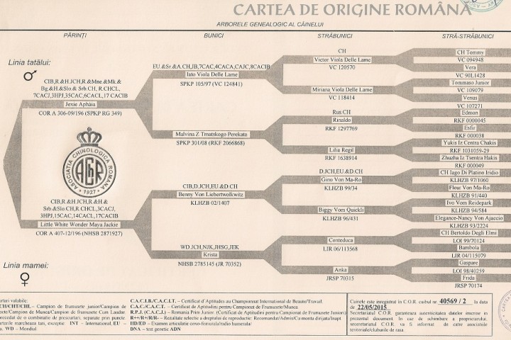 pedigree Kristabelle0001